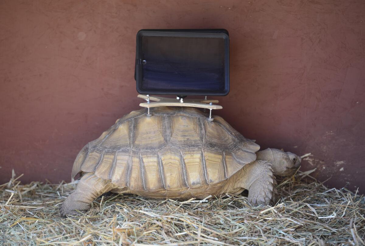 A tortoise with an iPad mounted on its shell was recently part of an installation at the Aspen Art Museum.
