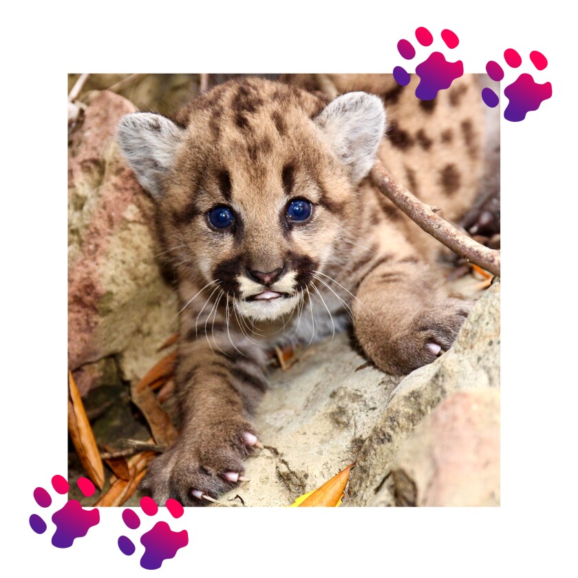 Close-up of a mountain lion cub