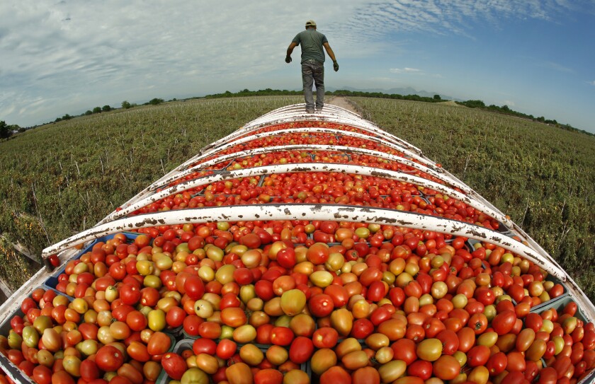 A cargo truck is filled to the brim with Roma tomatoes.