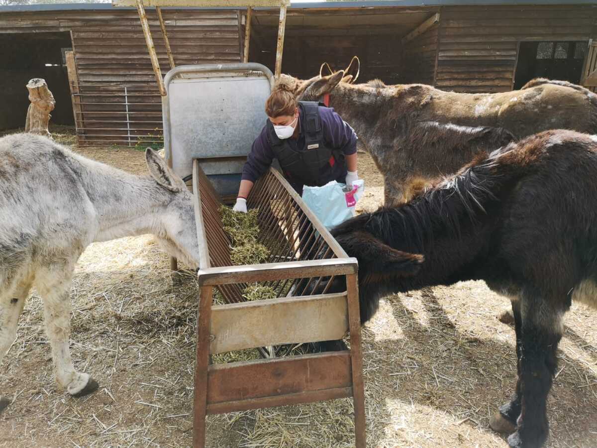 El Refugio del Burrito in Malaga, Spain, is seeing an increase in abandoned animals as owners become sick or die from COVID-19. 