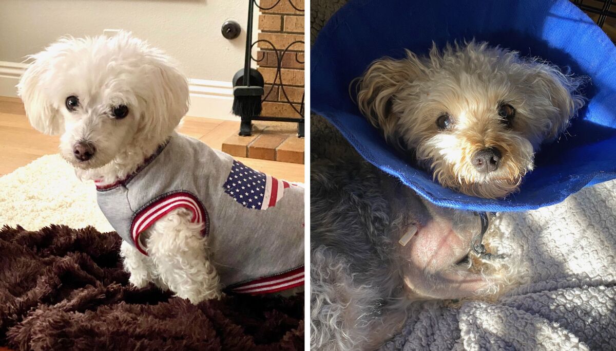 Left, Vinny, 11, a Maltese-dachshund and right, Harley, 5, a Maltese-Yorkie mix.