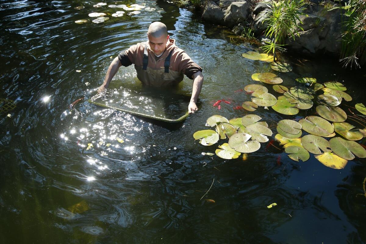 El hermano Minh Dung trabaja en el estanque koi en el Monasterio de Deer Park, un monasterio budista en Escondido. Los voluntarios del Club Koi ayudaron a rehabilitar el estanque.