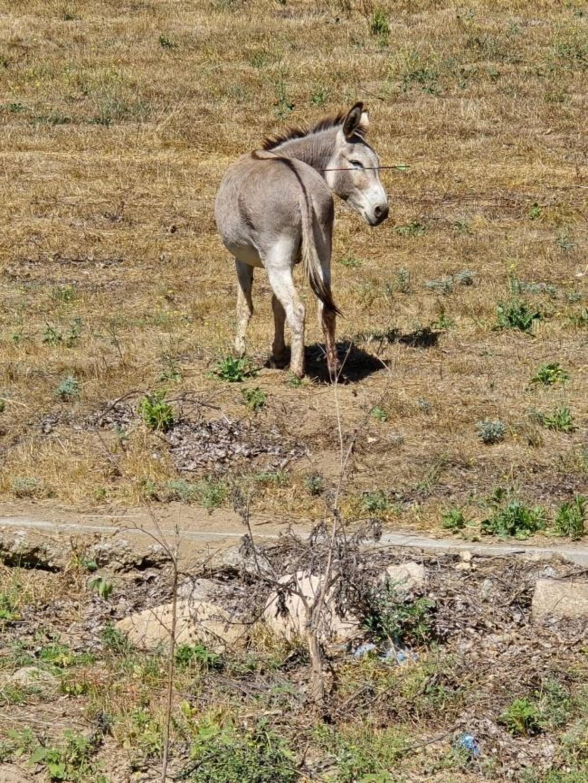 Riverside County Sheriff's office released a photo of an injured donkey.