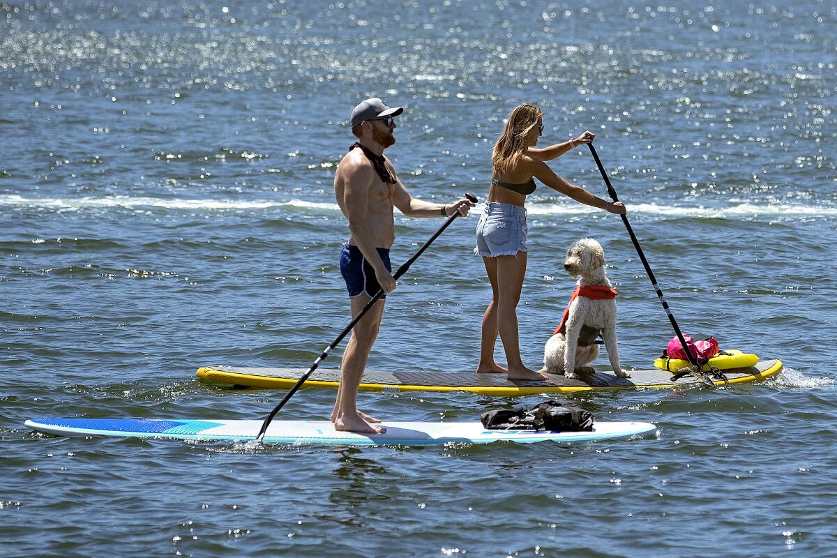 Two people and a dog on stand-up paddleboards in Marina del Rey harbor waters.