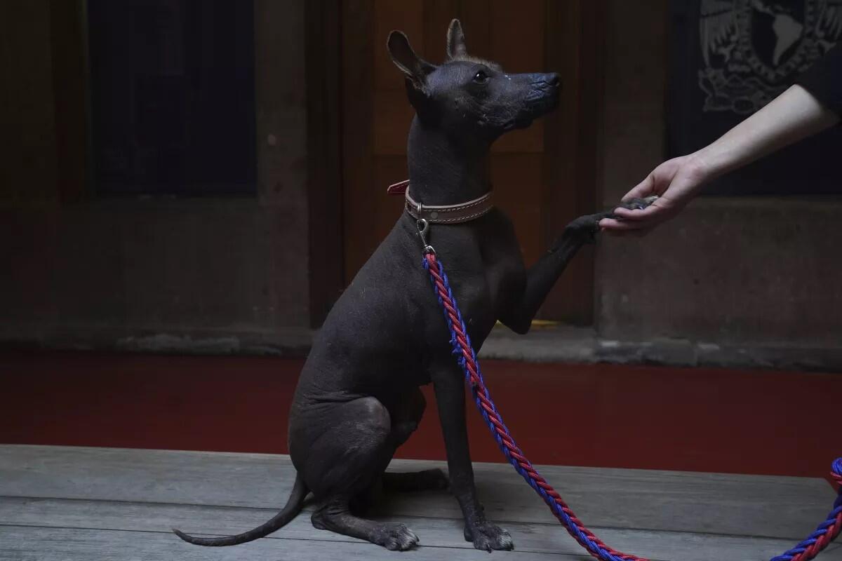 Una mujer agarra la pata de su perro de raza xloitzcuintle, llamado Pilon.