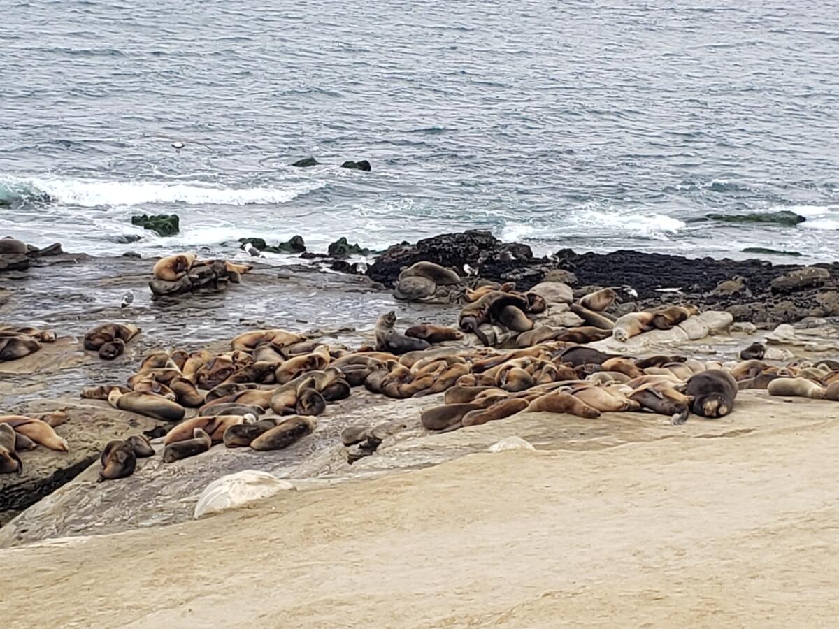 San Diego establishes sea lion sanctuary on La Jolla beaches