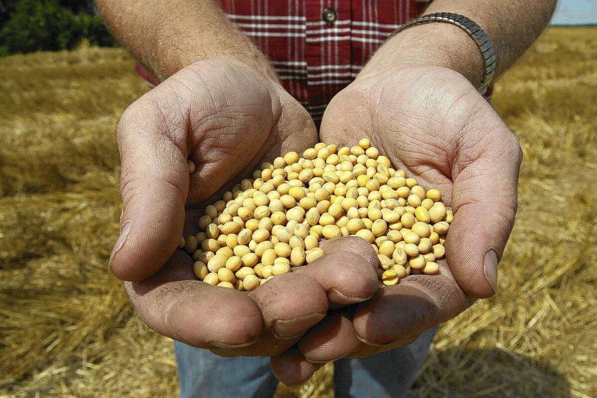 A farmer is seen holding Monsanto's Roundup Ready Soy Bean seeds at his family farm in Bunceton, Mo.