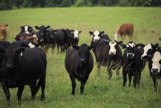 Cattle graze in a pasture at a farm in Waddy, Kentucky.