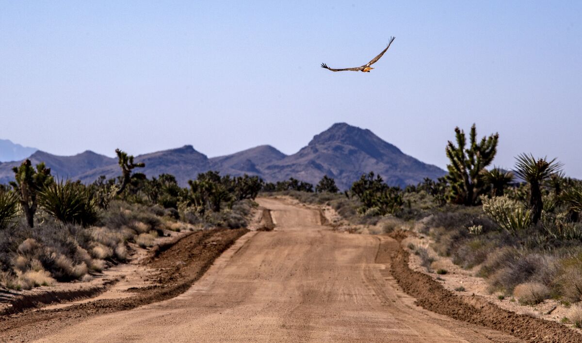 A red-tailed hawk flies over the historic Mojave Road in California’s Mojave National Preserve.