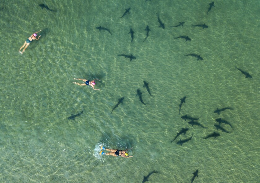 Small sharks can be seen in clear, shallow water over which several people are paddling.