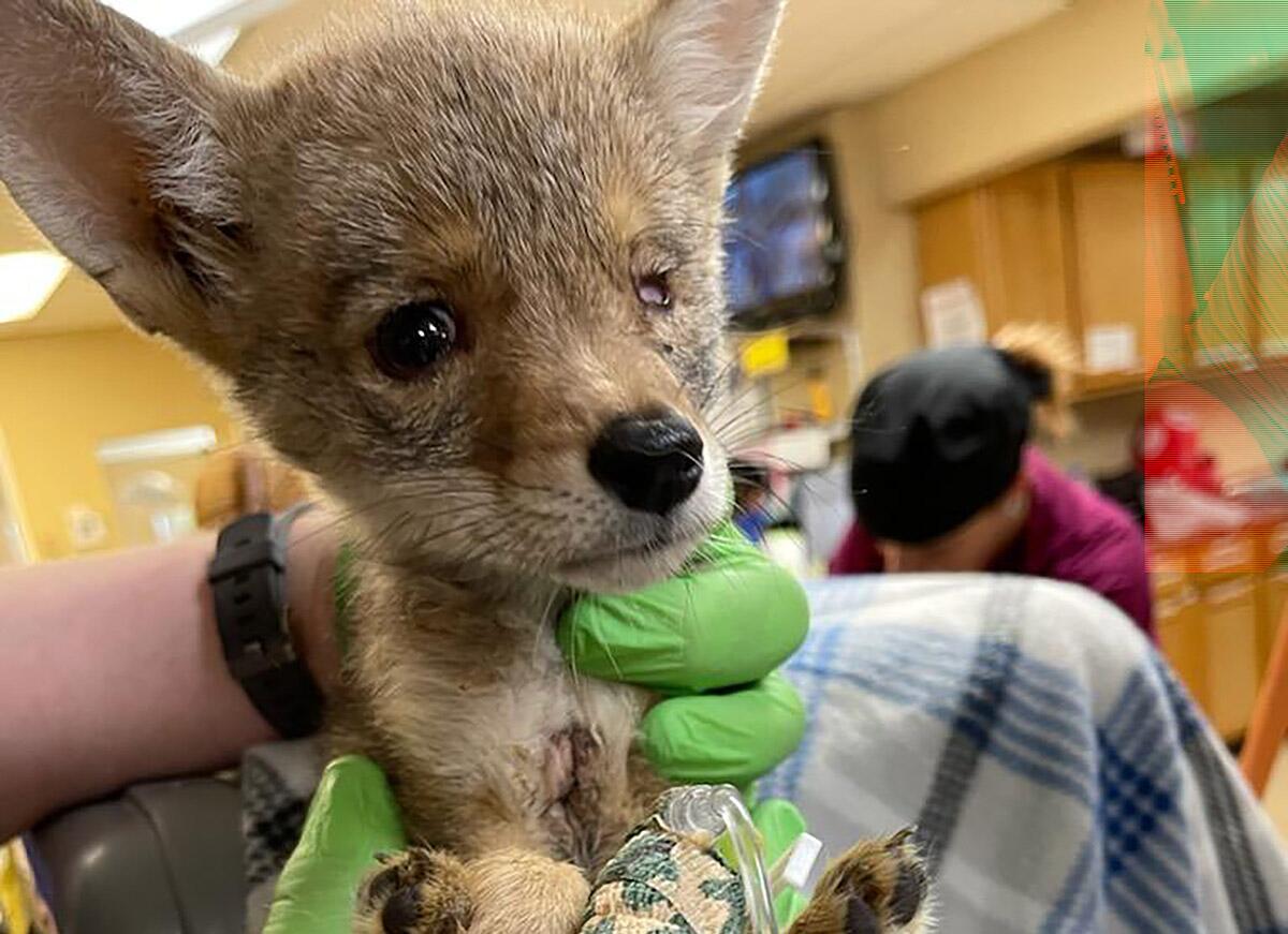 A hand holds up a coyote pup.