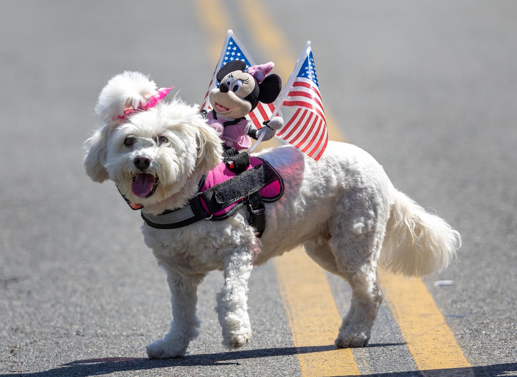 A dog sports a Minnie Mouse doll holding American flags.