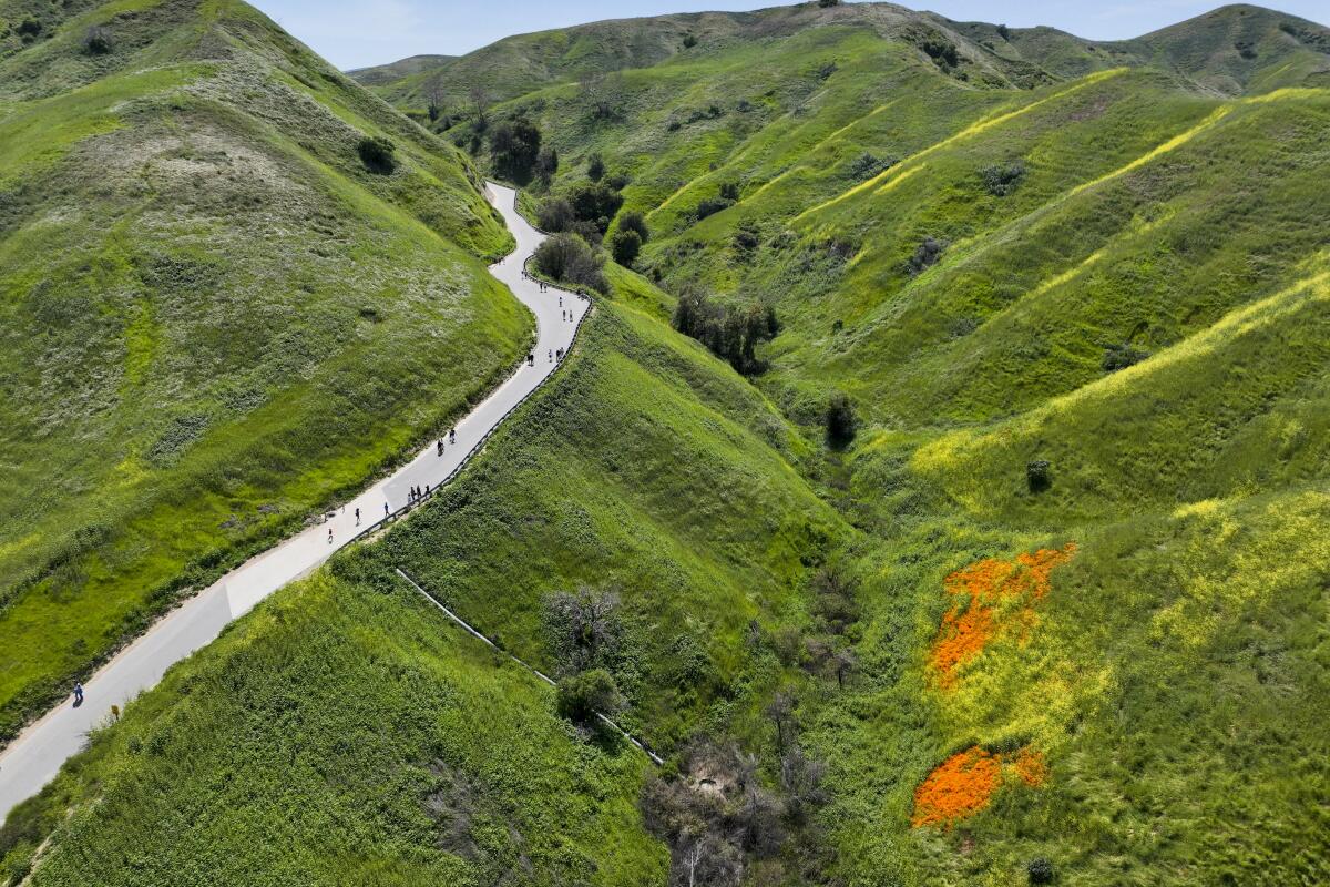 A trail through green hills with orange poppies blooming below
