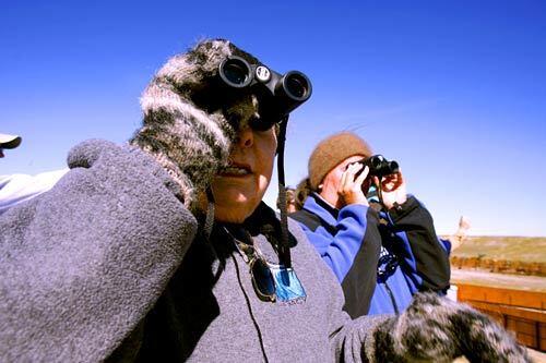 Bison roundup on Antelope Island in Utah