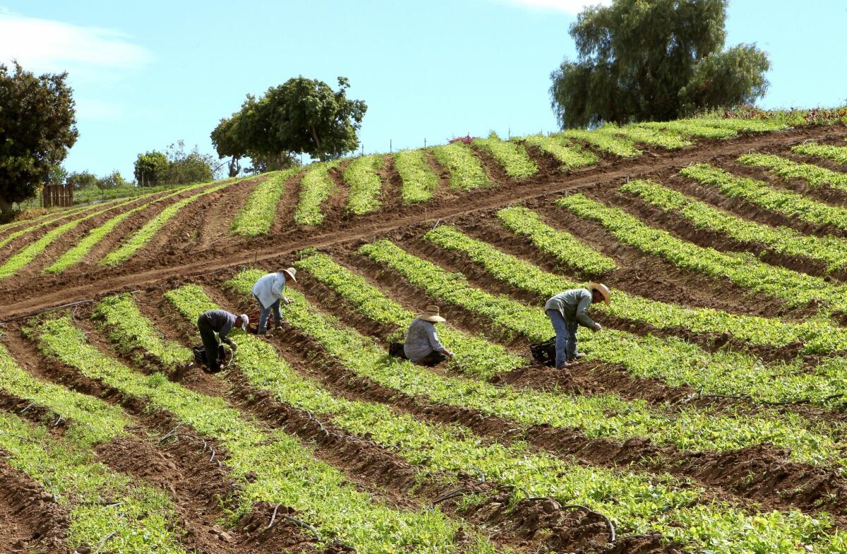 Workers pick lettuce in 2015 on a small farm in the Morro Hills area.