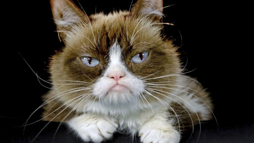 Grumpy Cat poses for a photo in Los Angeles on Dec. 1, 2015.