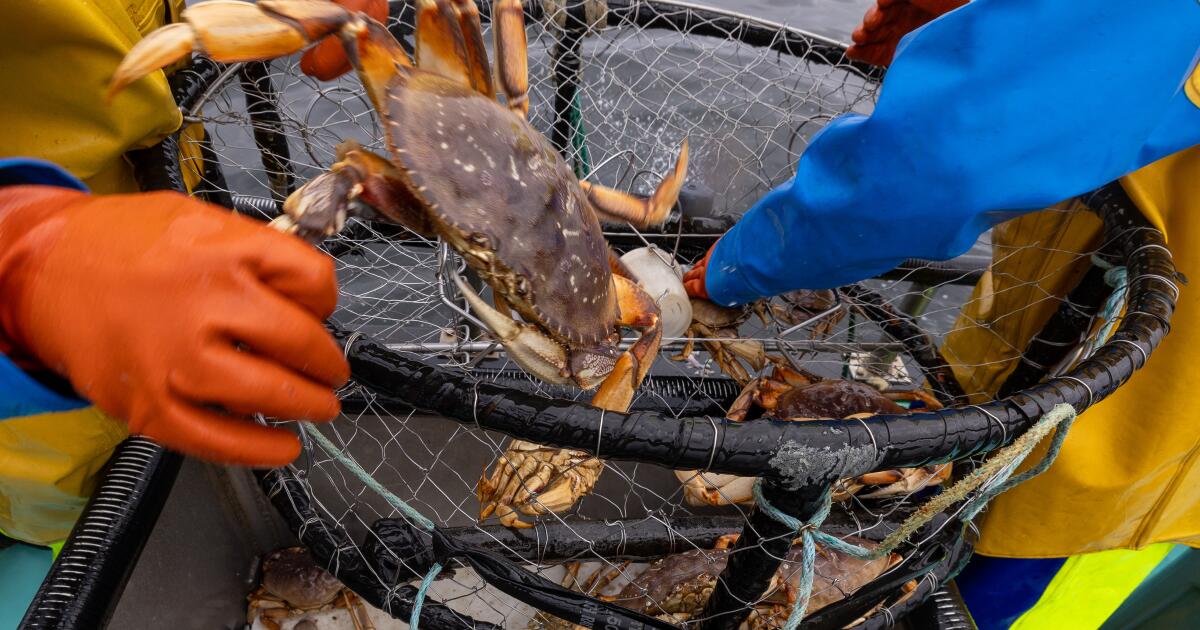 Daha kısa bir Dungeness yengeç mevsimini kimin karşıladığını biliyor musunuz? Yengeçler