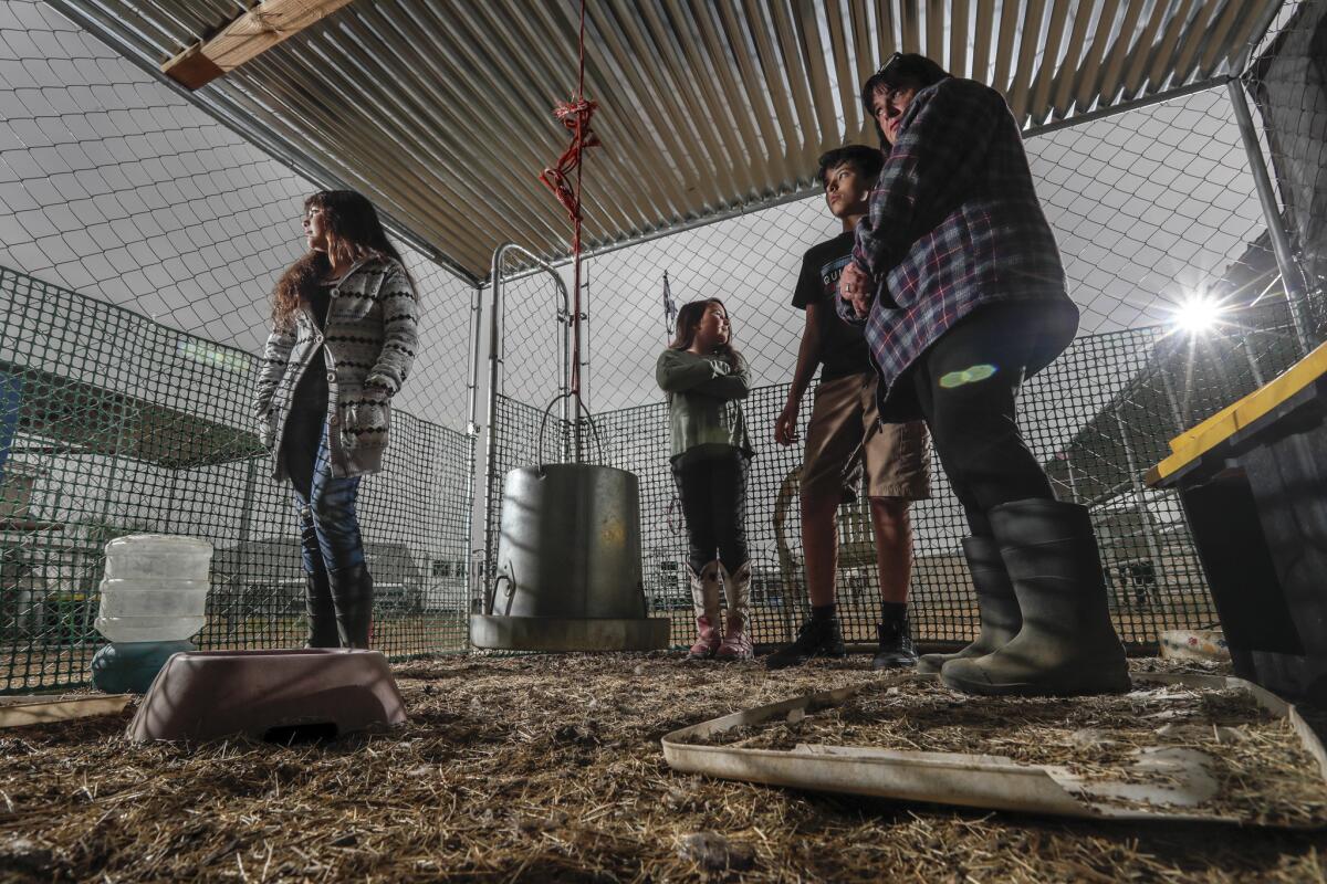 Los corrales de Kerri Hand permanecen vacíos días después de que los agentes estatales sacrificaron sus pollos y pavos debido a un virulento brote de la enfermedad de Newcastle. (Robert Gauthier / Los Angeles Times)