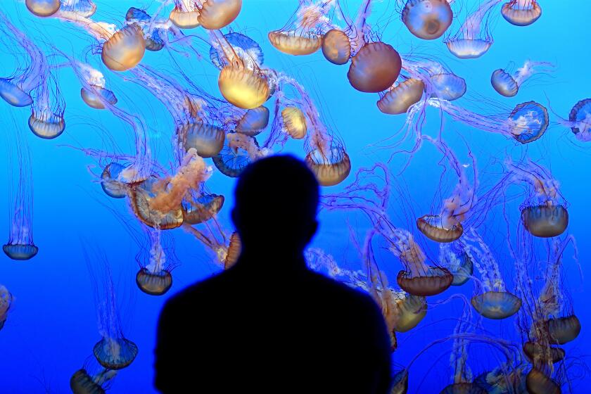 A visitor watches the sea nettle jellyfish at the Monterey Bay Aquarium in Monterey.