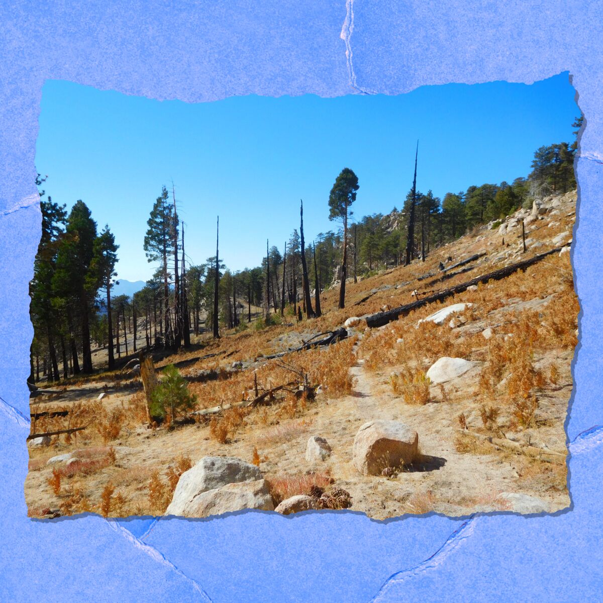 Burned trees and scrubby ground near a dirt trail.
