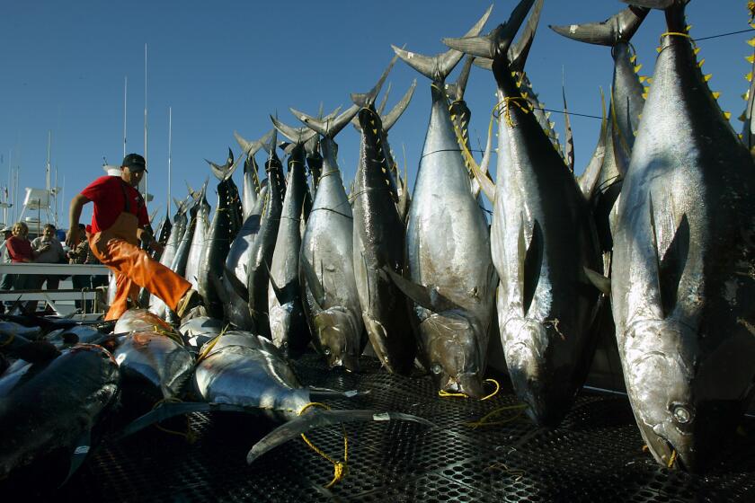 Levels of methyl mercury, a form of the toxic metal that is hazardous to humans, have been rising steadily since 1998, according to a new study. Here, a deck hand maneuvers his way around a record catch of yellowfin tuna aboard a San Diego boat in 2003.