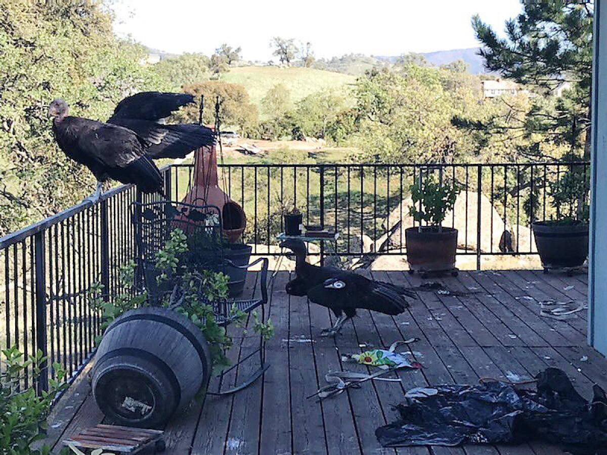 Unos cóndores de California descansan en una barandilla en la casa de Cinda Mickols en Tehachapi,