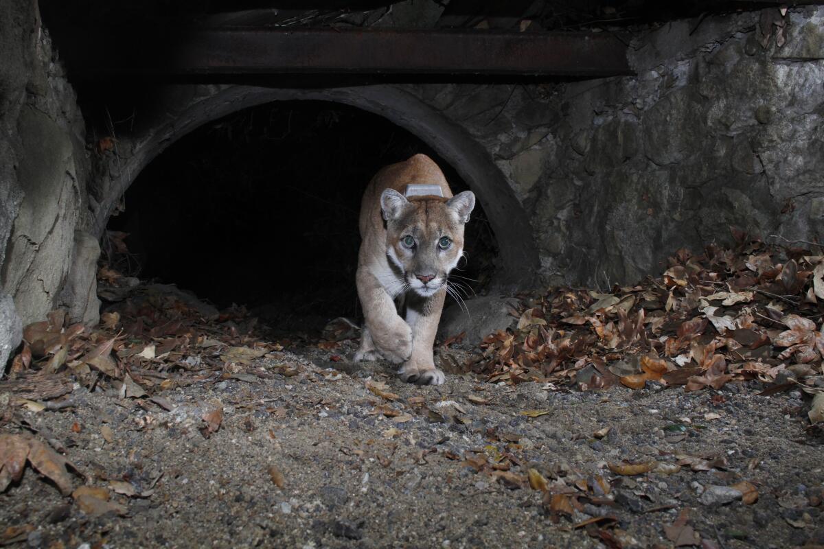 P-22 emerges from under a bridge.