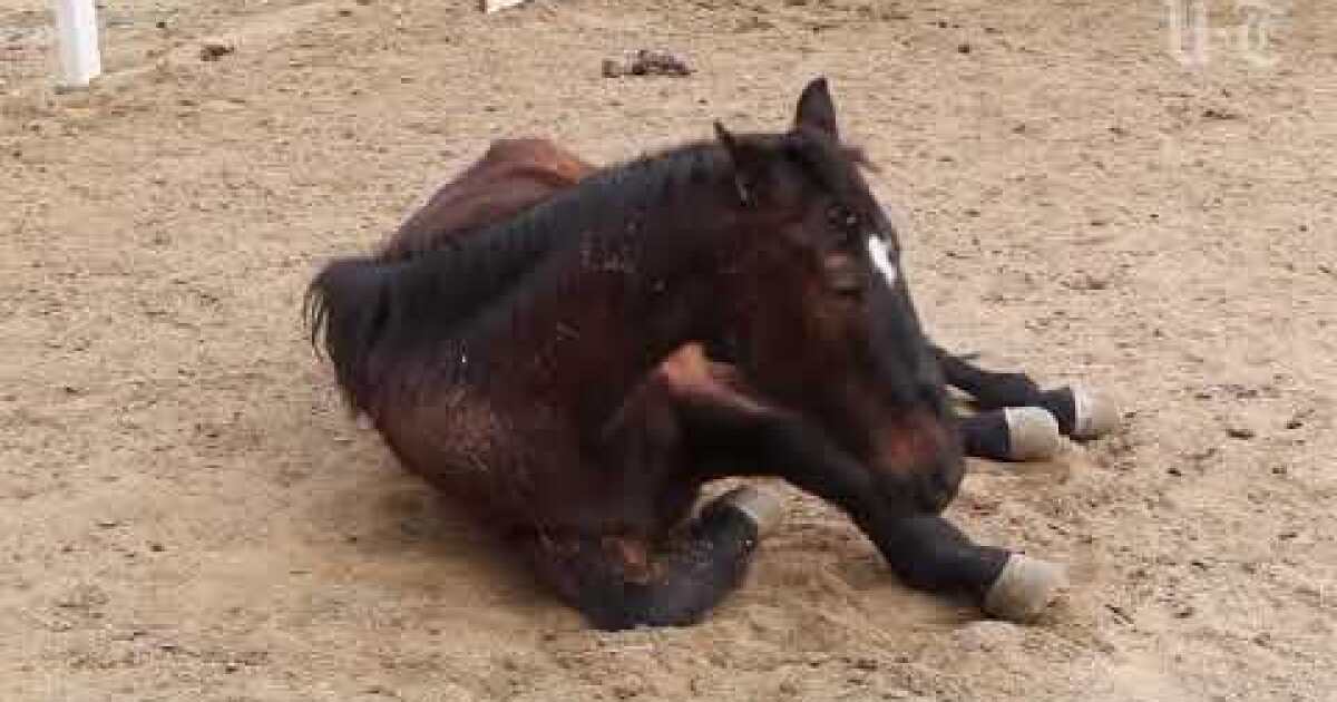 Horse rescue owner defends euthanasia methods - The San Diego ...