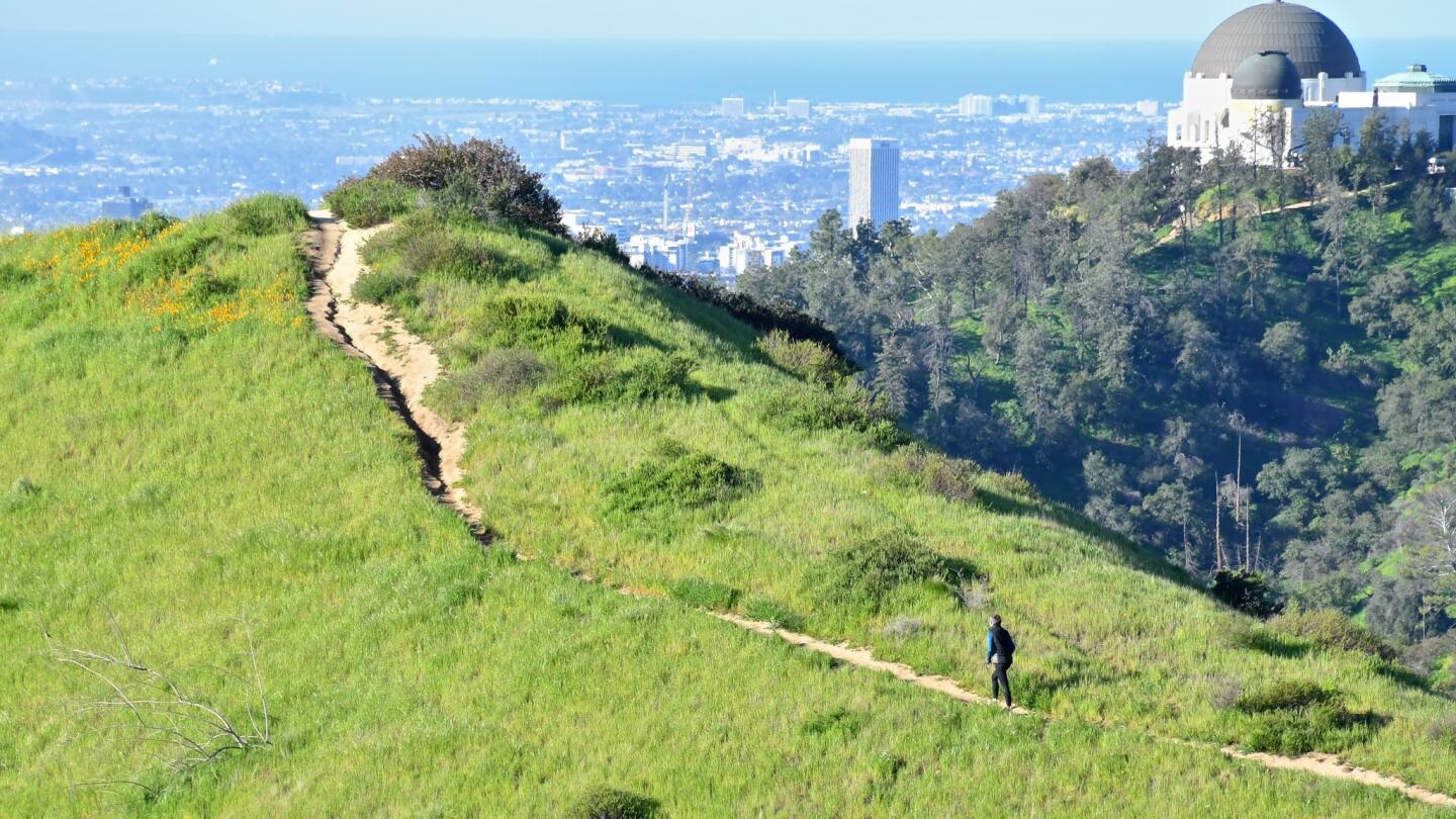 A few pops of color and plenty of green are seen along a Griffith Park hiking trail.