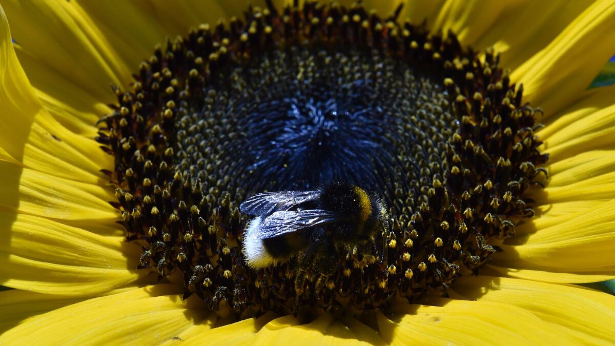 A bumblebee collects pollen from a sunflower.
