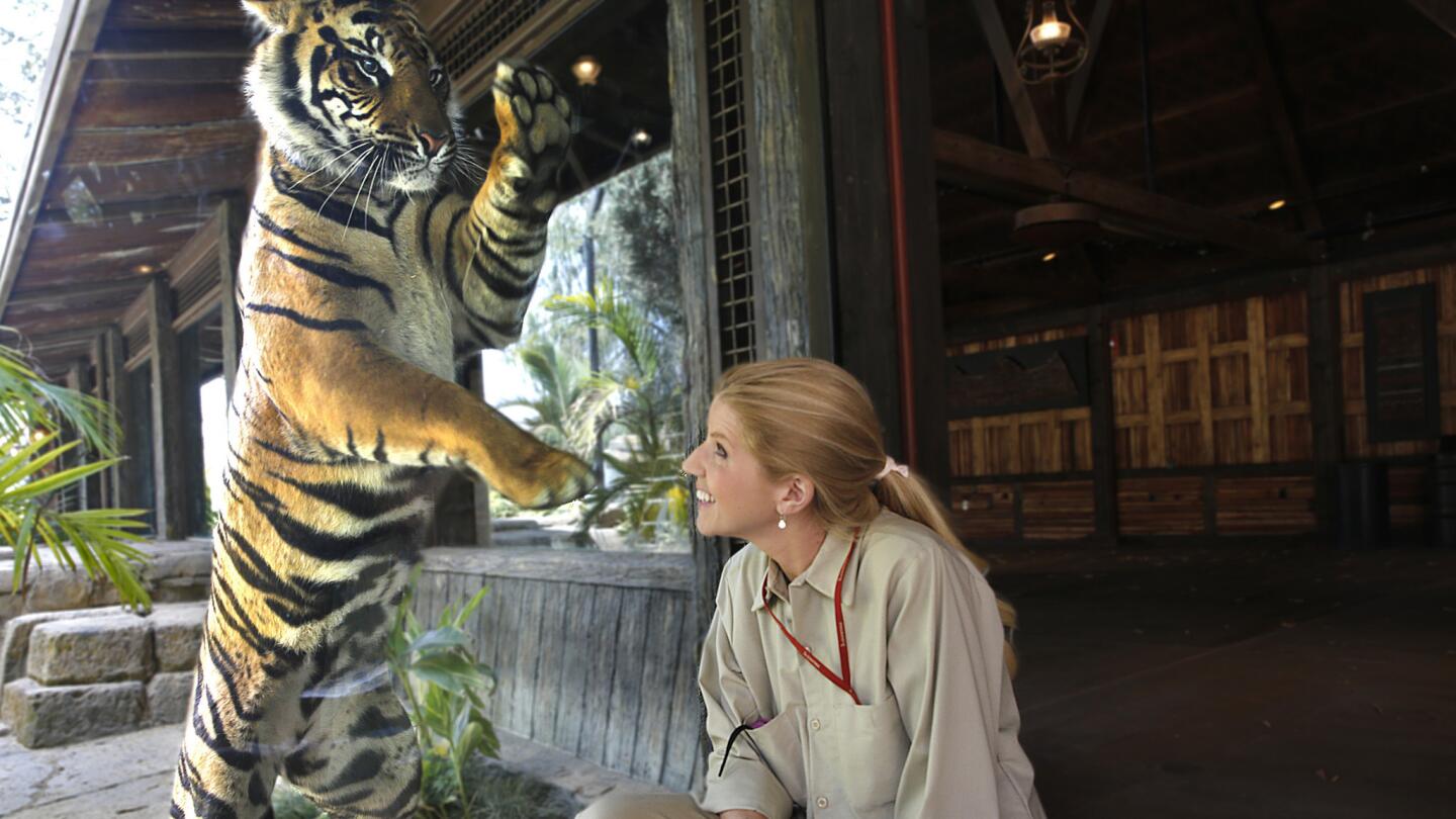A Sumatran tiger stands more than 6-feet-tall over zookeeper Lori Gallo.