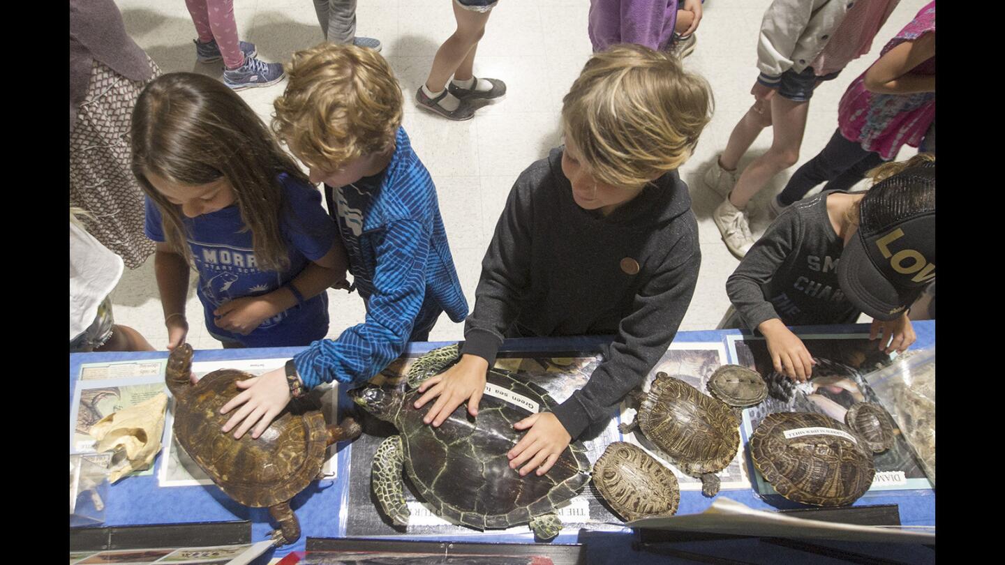 Photo Gallery: Reptile friends visit El Morro Elementary