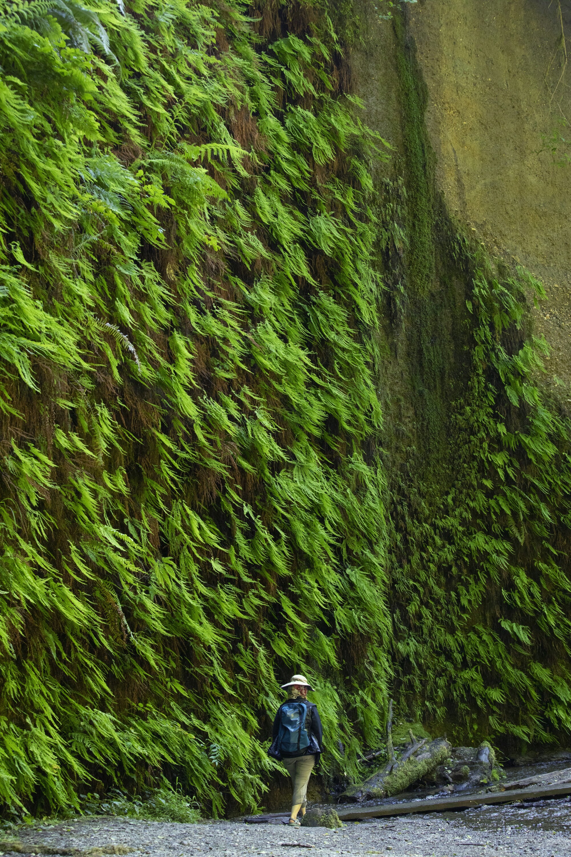A hiker passes 50-foot-tall walls covered in ferns. 