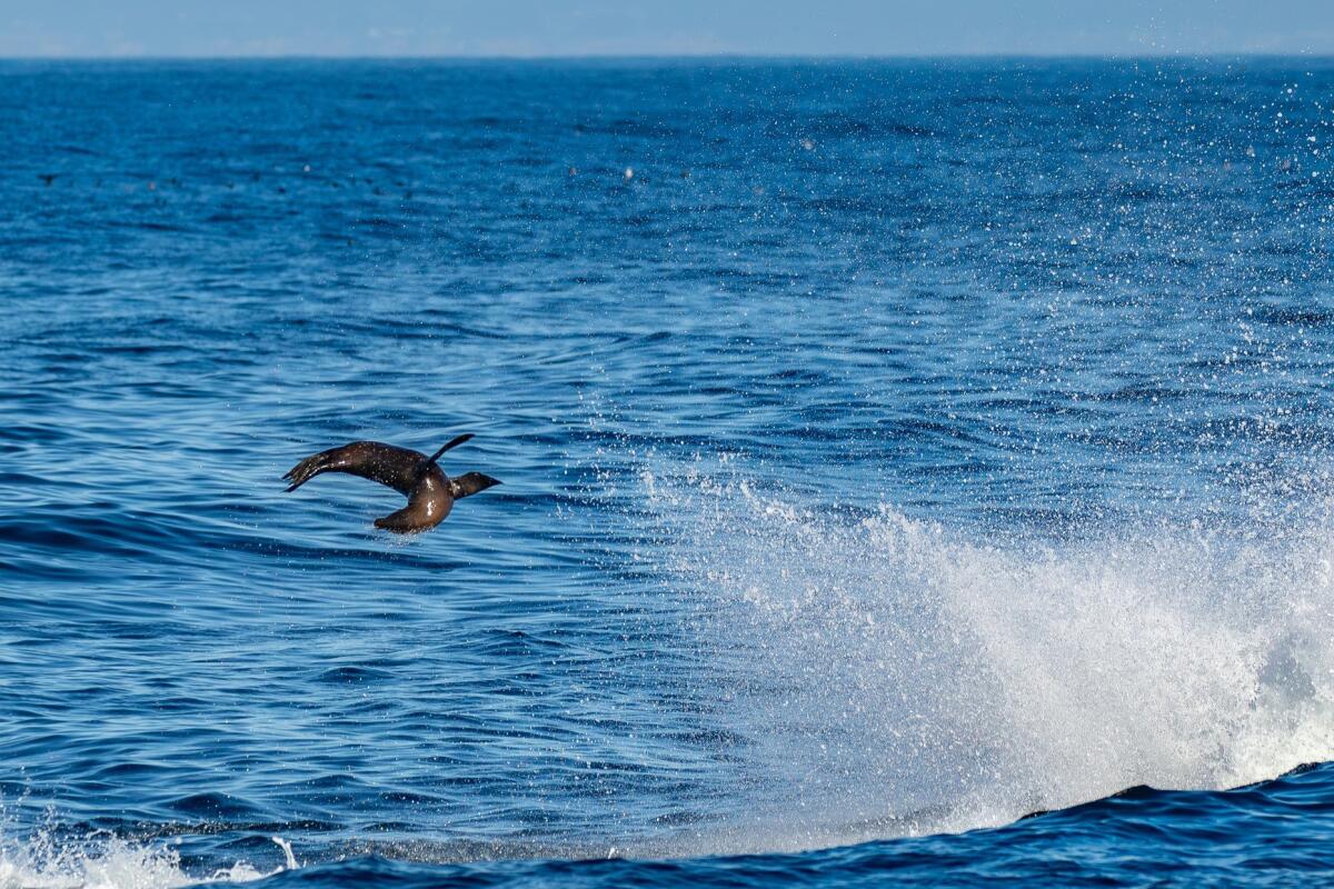 A killer whale punts a sea lion almost 20 feet into the air, a common hunting tactic used by killer whales