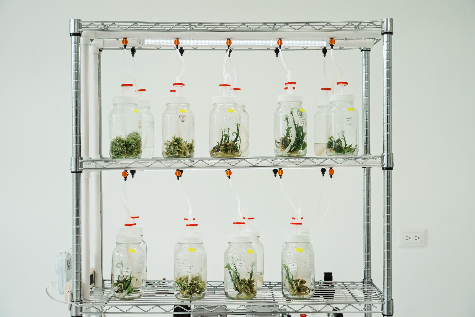 A metal rack holds many glass bottles in which are growing baby vanilla plants.