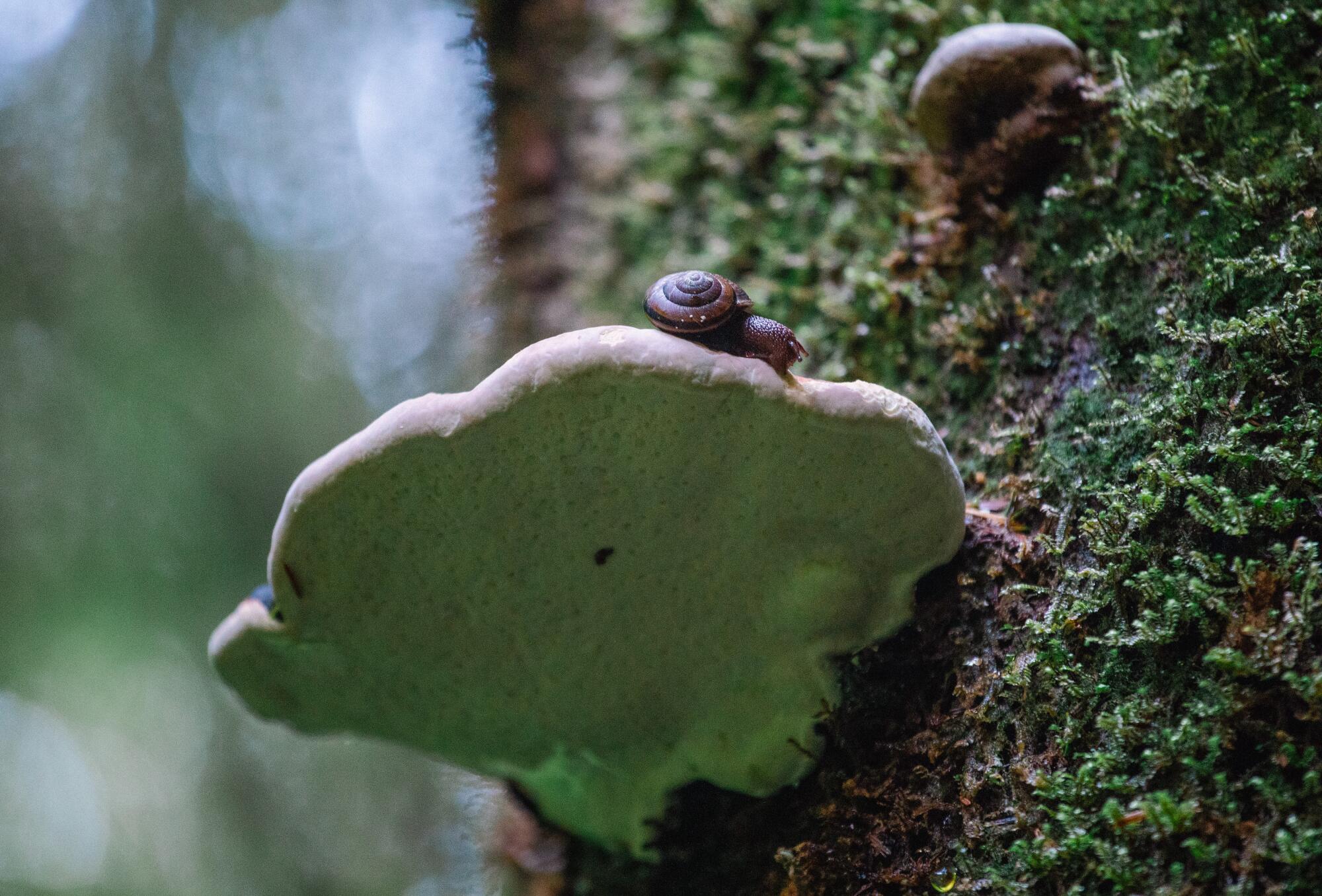 A snail slithers along a fungus growing on a redwood.