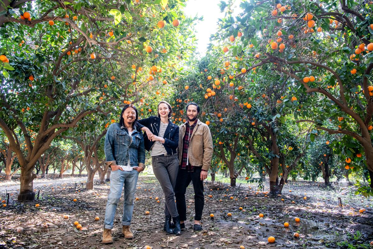 Three people stand in a grove of kumquat trees.