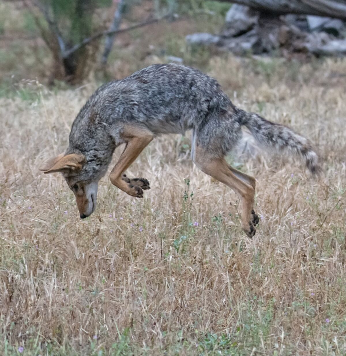 A coyote hunting for mice near Jamul. 