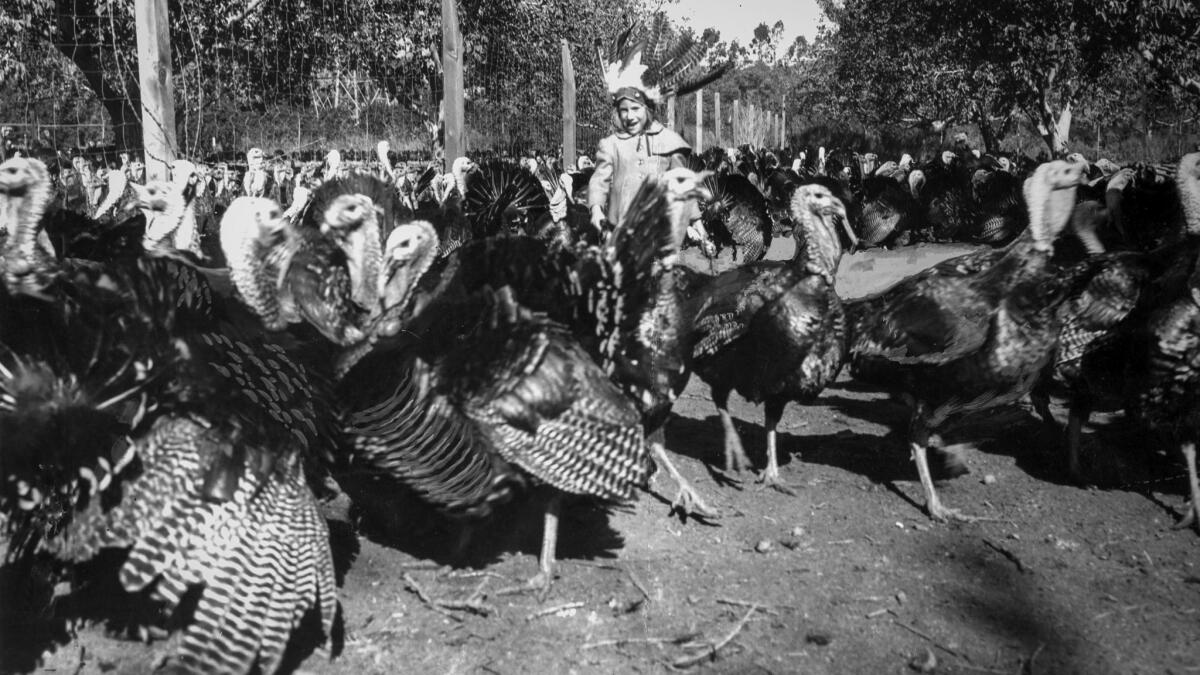 Nov. 20, 1953: Laura Grant, 6, plays with the turkey flock at Fred Huntsinger Ranch in Northridge.