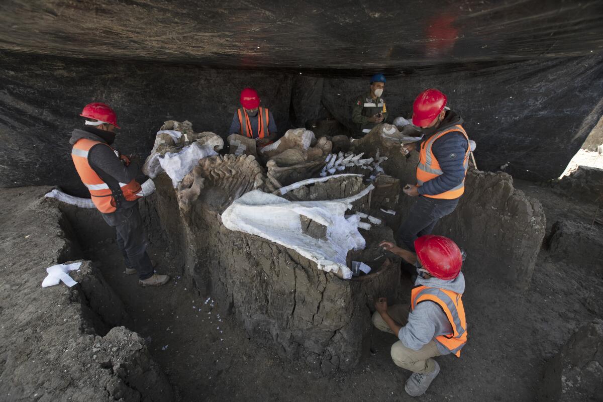 Paleontologists work to preserve the skeleton of a mammoth.