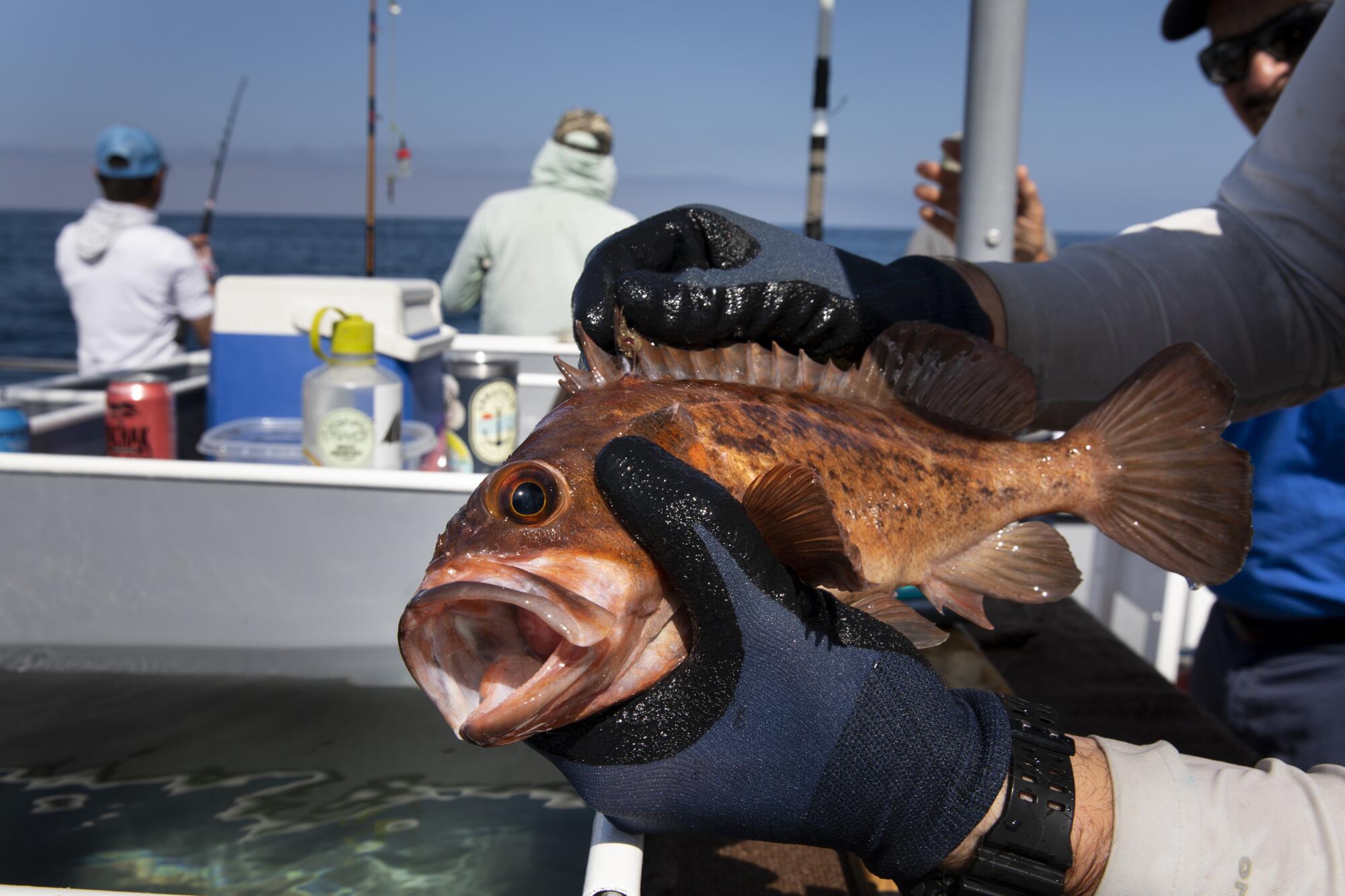 A rockfish was caught during a trip with the California Collaborative Fisheries Research Program