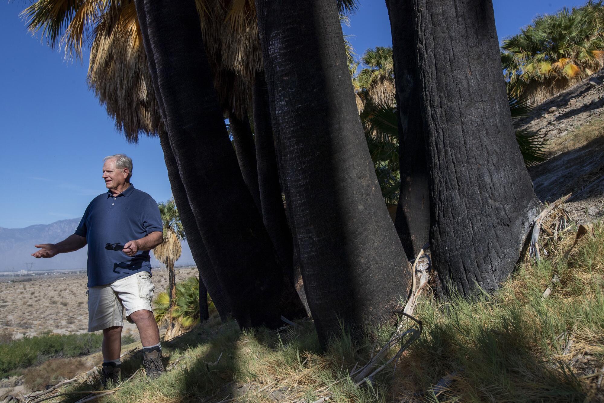 A man stands next to a grove of fan palm trees.