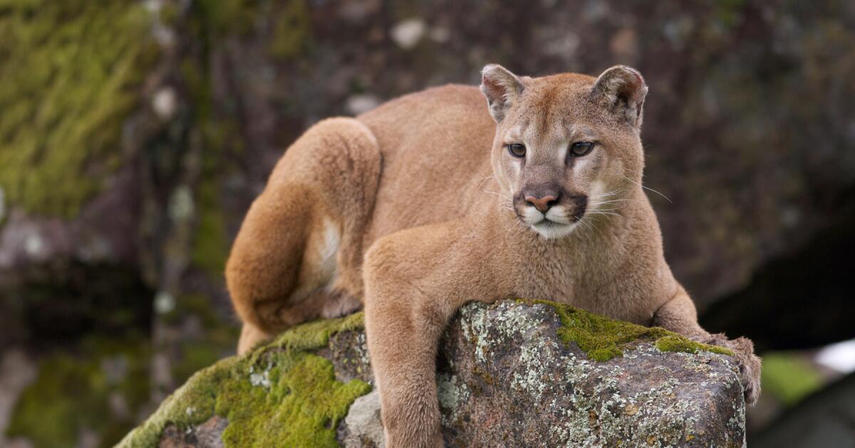 Mountain lion assault prompts warning in L.A. neighborhood