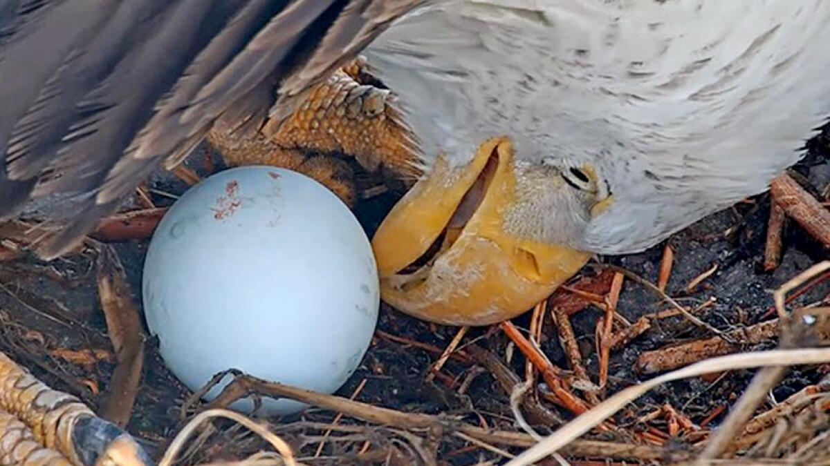 Apparently This Matters: Giant elephant bird egg