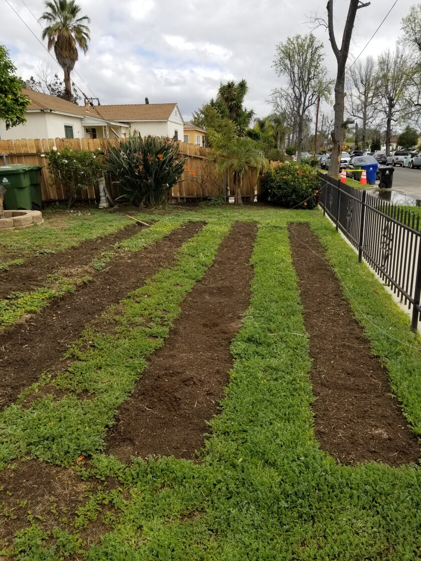 The lawn, in the midst of being removed: rows of dirt were carved out by hand