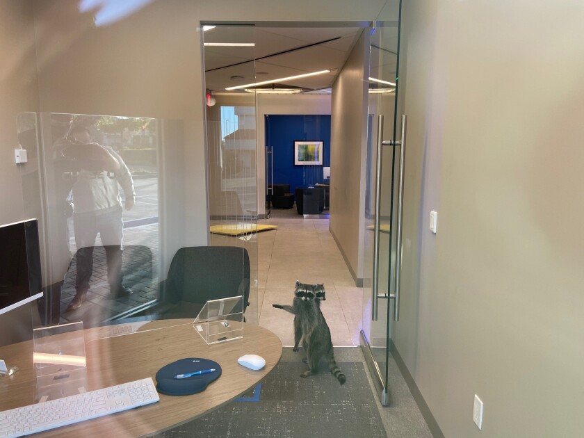 A raccoon standing on its hind legs approaches an office desk.