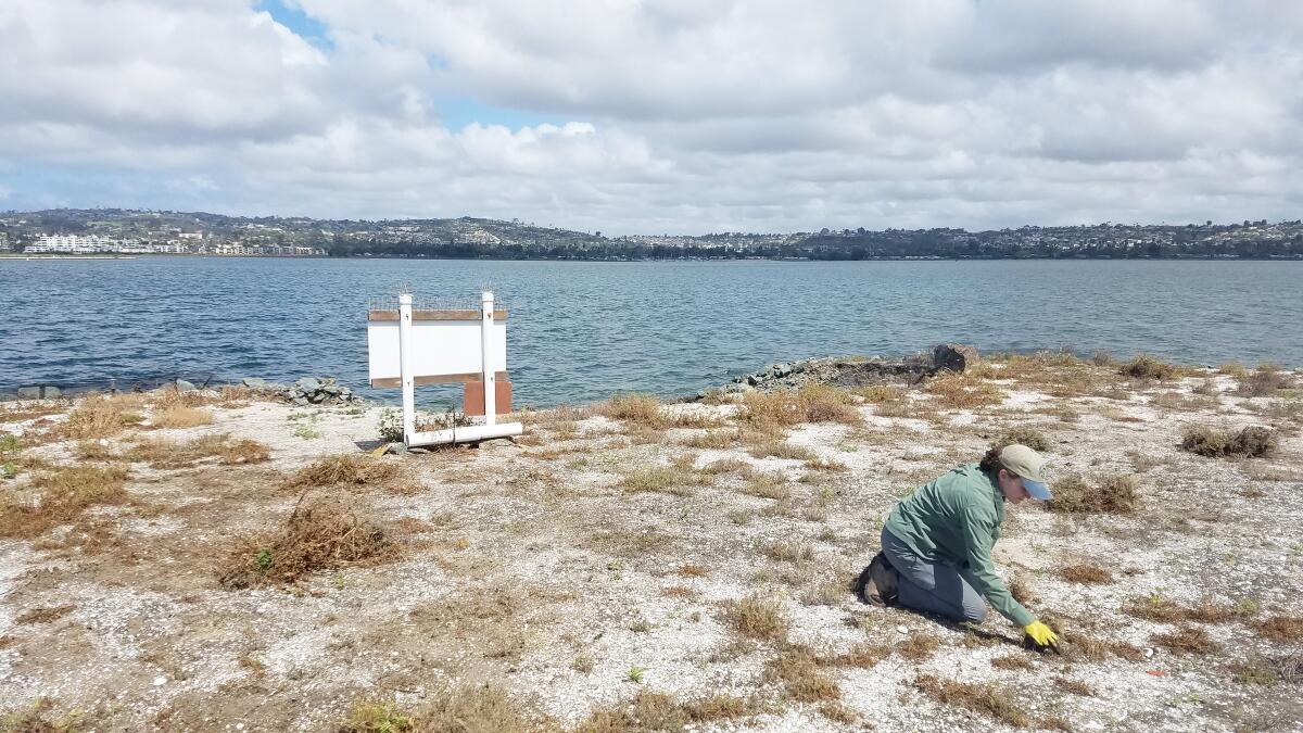Kaylee Cole of the San Diego Audubon Society doing restoration work at FAA Island on March 20.