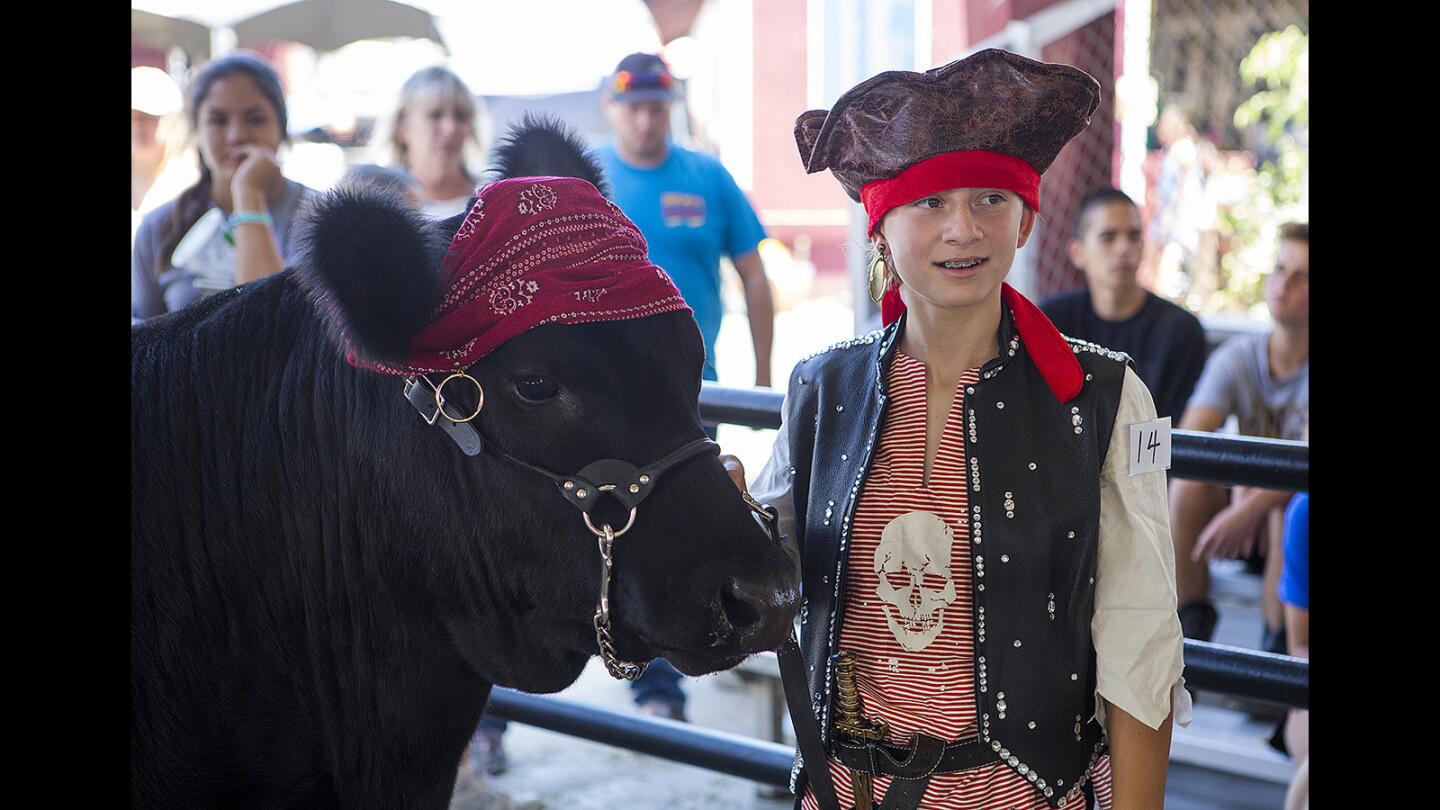 Sarah Coker from Majestic Canyon Future Farmers of America and her cow Jack Sparrow dress as a pirates during the My Animal 'N Me Fashion Show at the Orange County Fair on Friday.