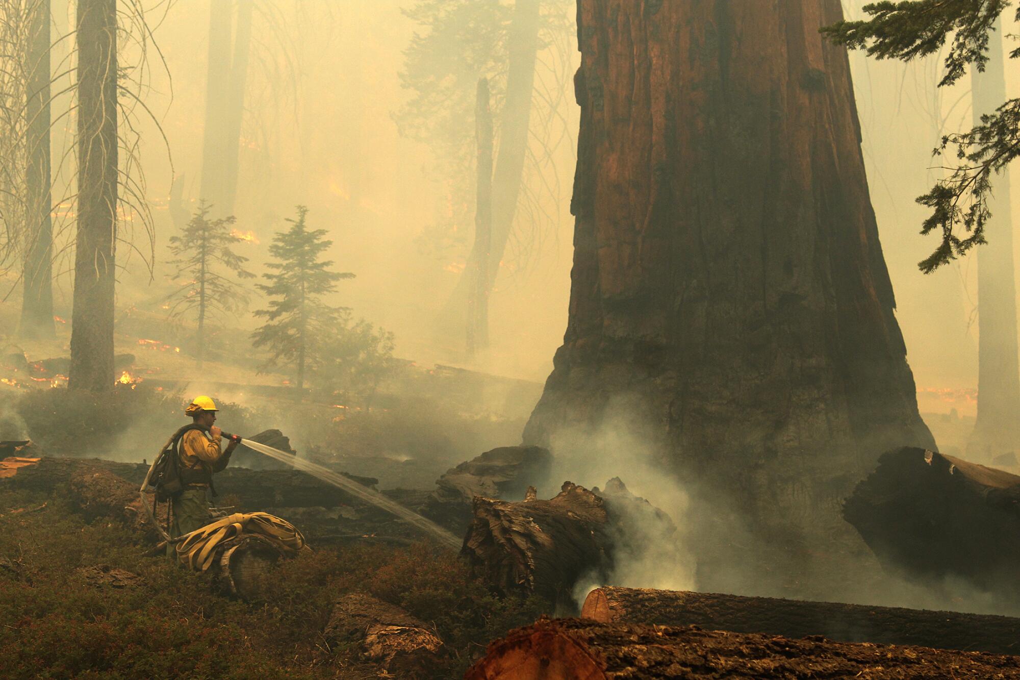 The Windy fire burns in Sequoia National Forest. 