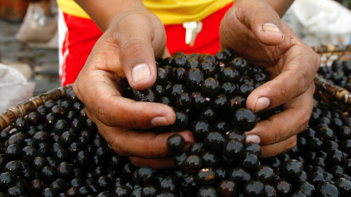 A man holds acai berries at a market in Belem, Brazil.